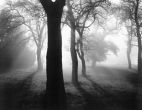 Reprodukce - Fotografie - Bäume im Nebel I
