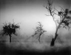 Reprodukce - Fotografie - Bäume im Nebel II