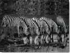 Reprodukce - Fotografie - Zebras Reflection