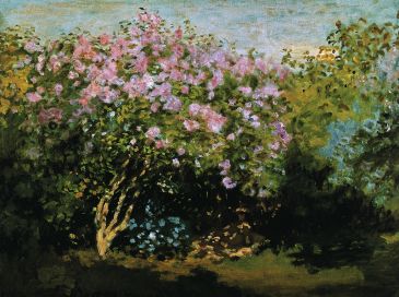 Reprodukce - Impresionismus - Blühender Flieder in der Sonne, Claude Monet