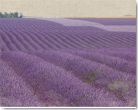 Reprodukce - Krajiny - Lavender on Linen 1