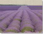 Reprodukce - Krajiny - Lavender on Linen 2