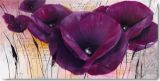 Reprodukce - Květiny - Pavot violet II
